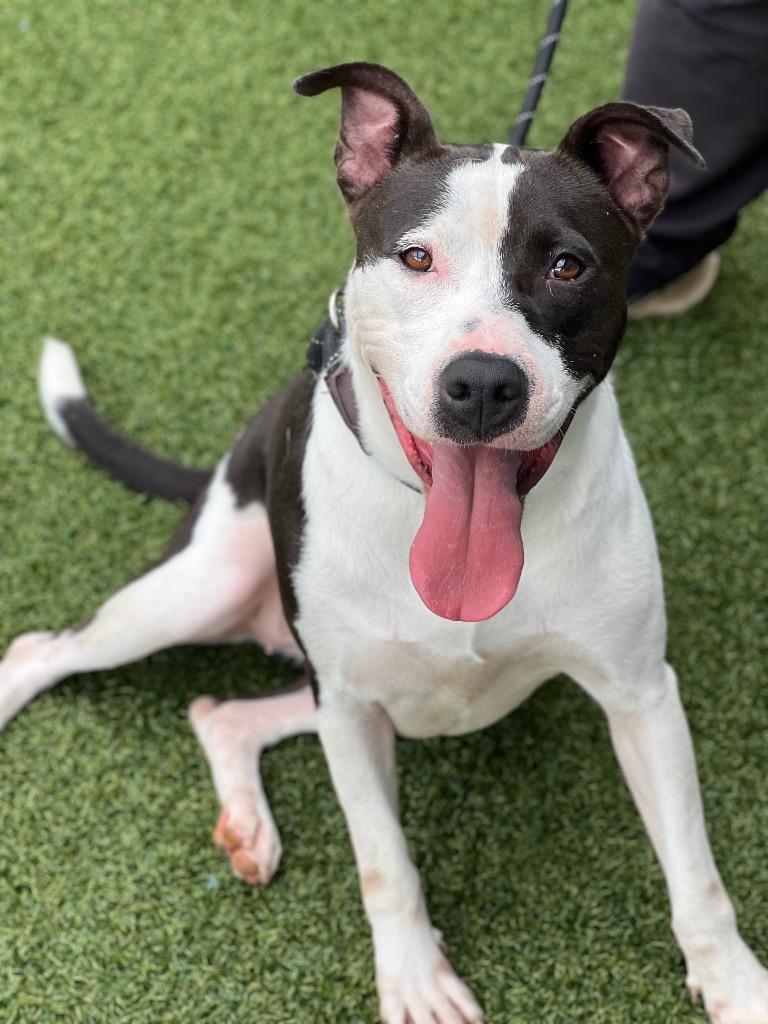 Elizabeth, a Adoptable mixed breed in Hartsville, SC image 3/6