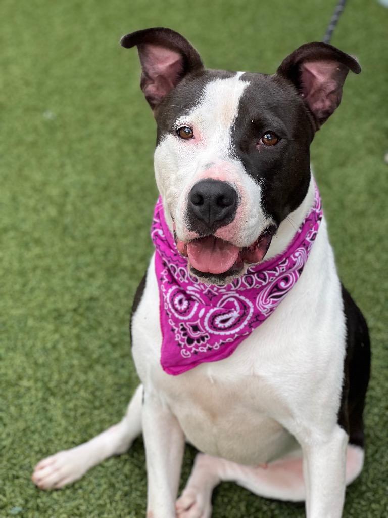 Elizabeth, a Adoptable mixed breed in Hartsville, SC image 4/6