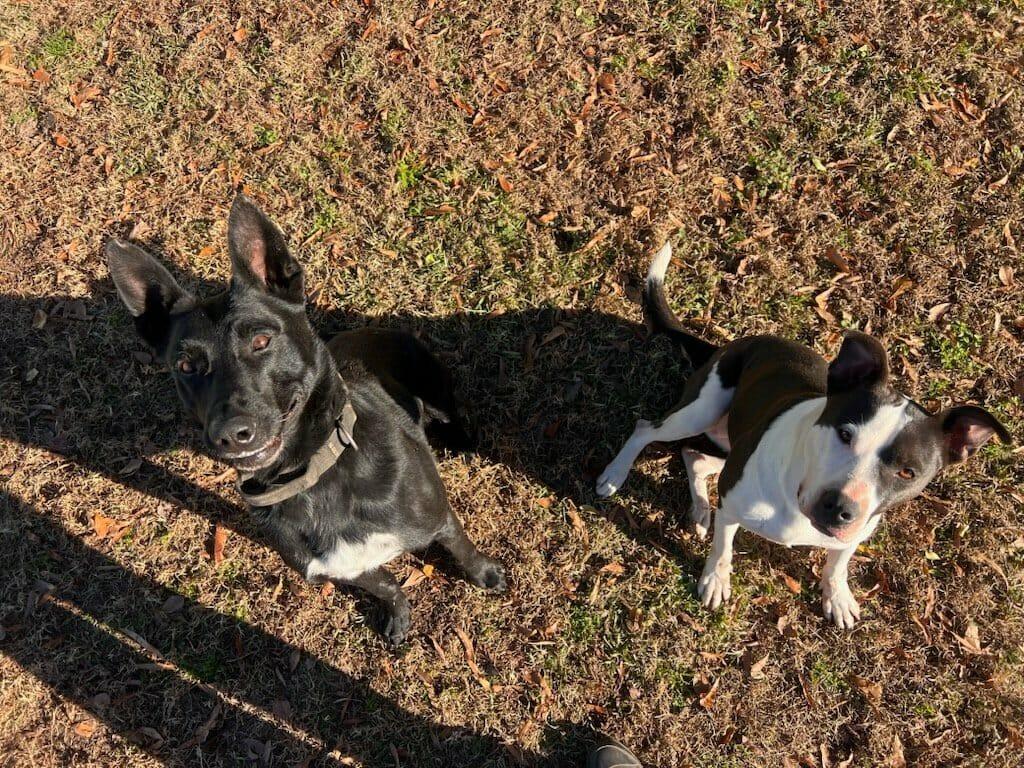 Elizabeth, a Adoptable mixed breed in Hartsville, SC image 5/6