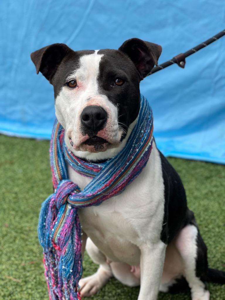 Elizabeth, a Adoptable mixed breed in Hartsville, SC image 6/6