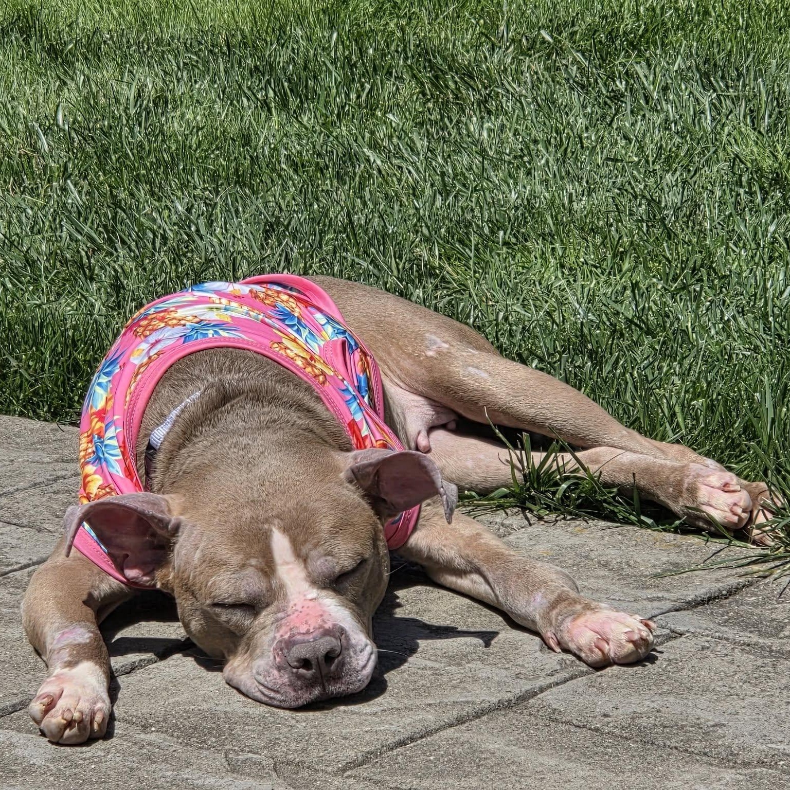 Enlarge Tina, a ADOPTABLE mixed breed in Grafton, OH image 2/5