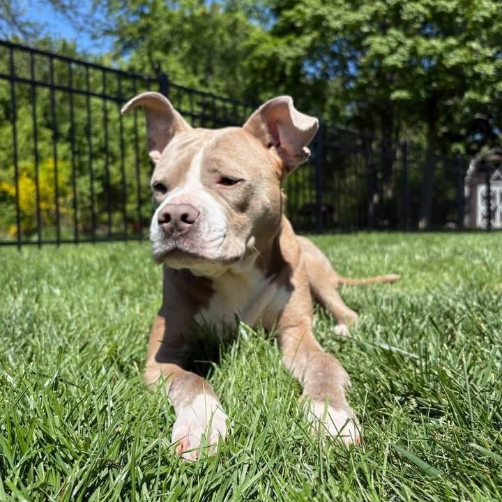 Enlarge Tina, a ADOPTABLE mixed breed in Grafton, OH image 4/5