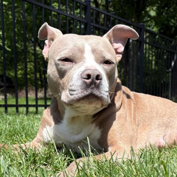 Tina, ADOPTABLE, Young Female Pit Bull Terrier.