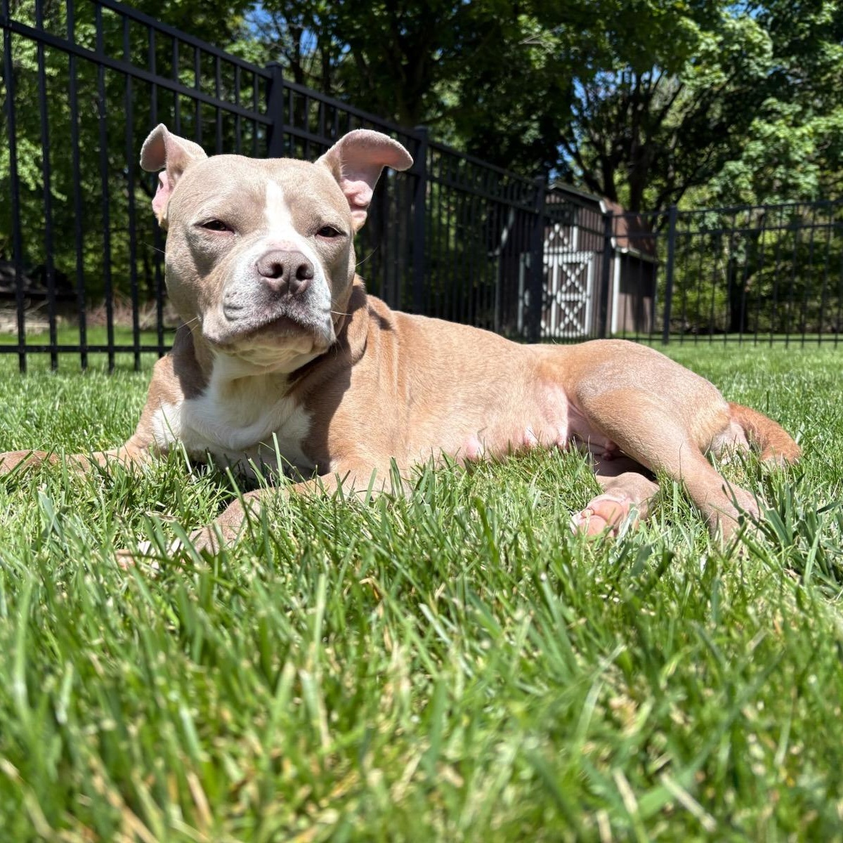 Enlarge Tina, a ADOPTABLE mixed breed in Grafton, OH image 3/5