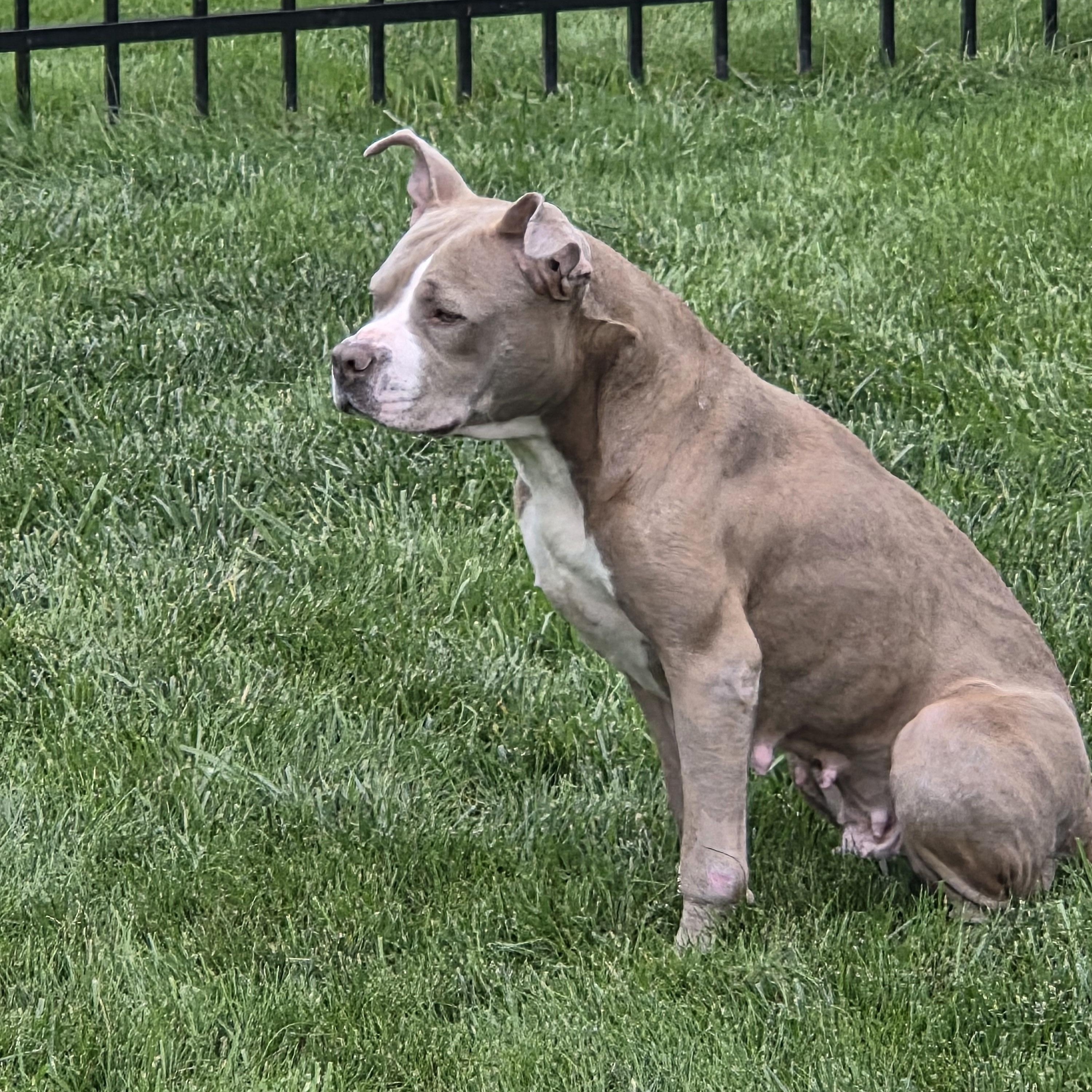 Enlarge Tina, a ADOPTABLE mixed breed in Grafton, OH image 5/5