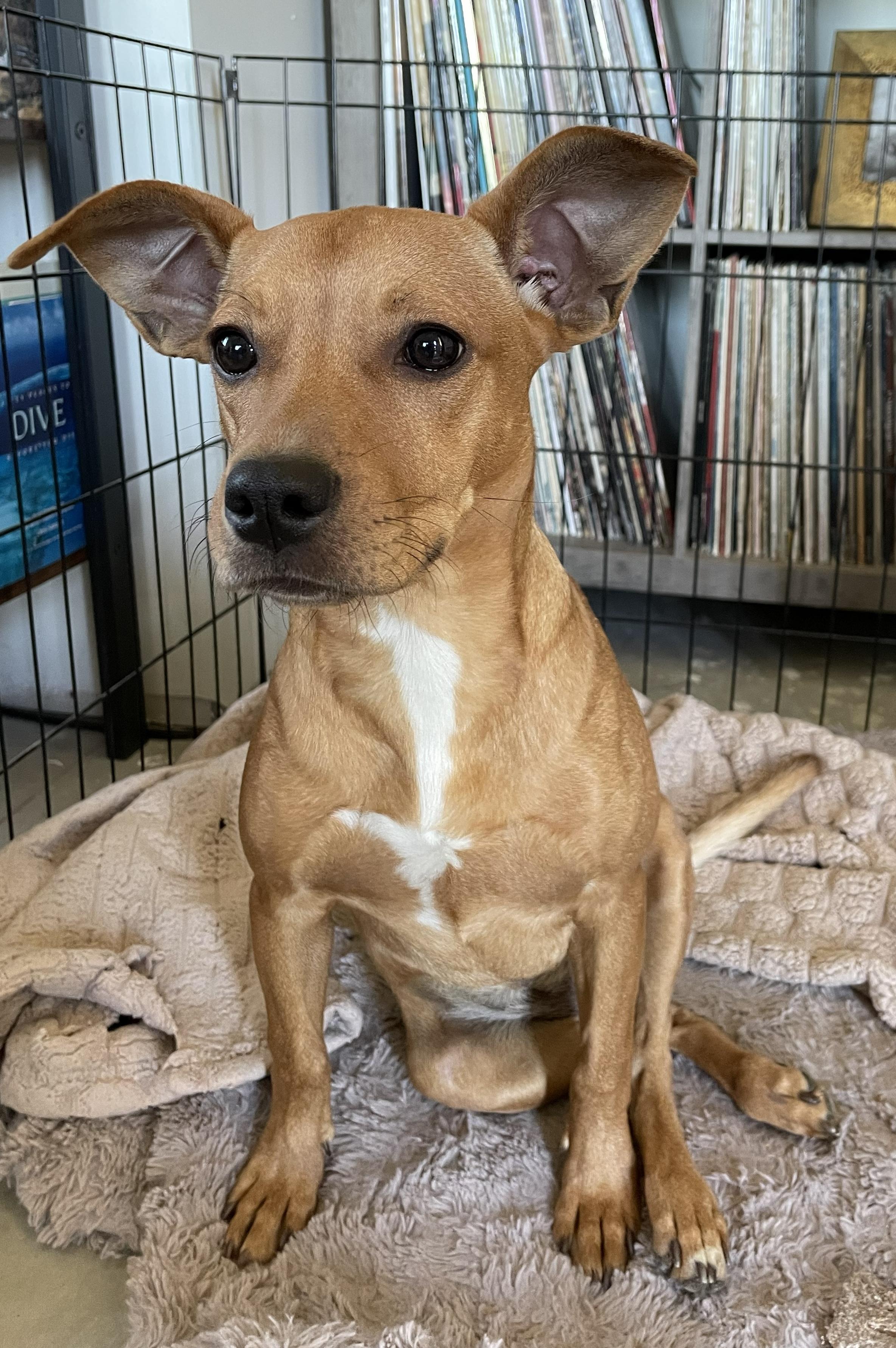 Daphne — thumbnail 2