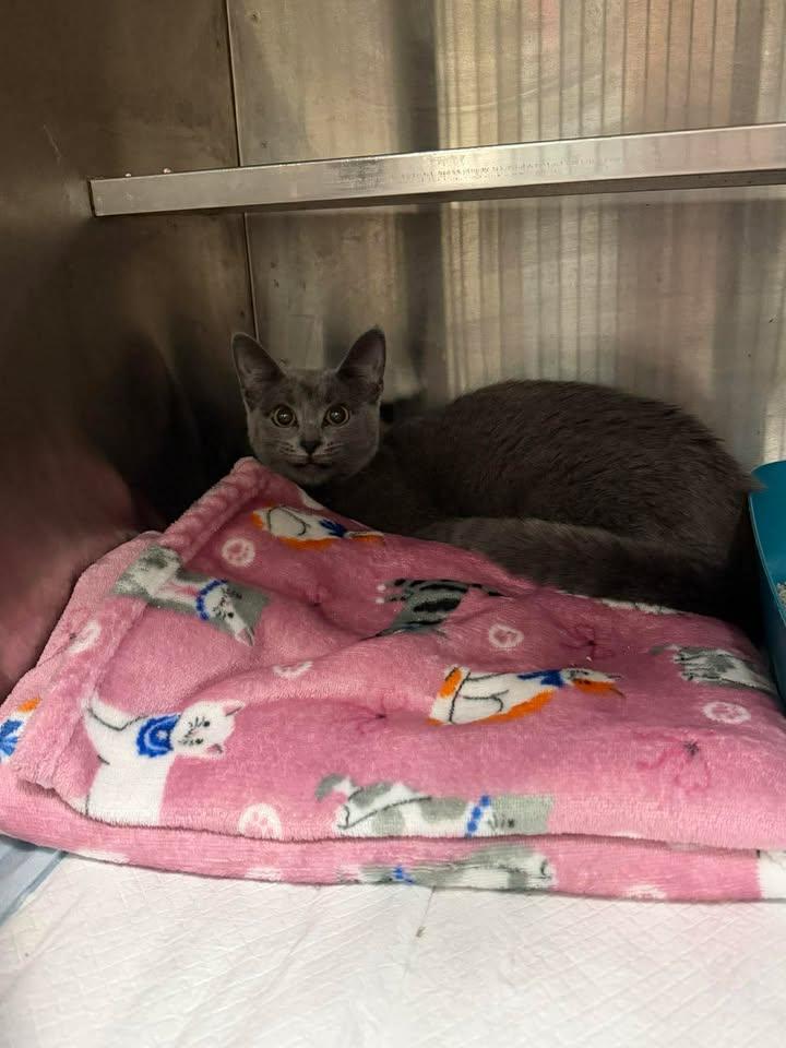 Myst, ADOPTABLE, Adult Female Domestic Short Hair.