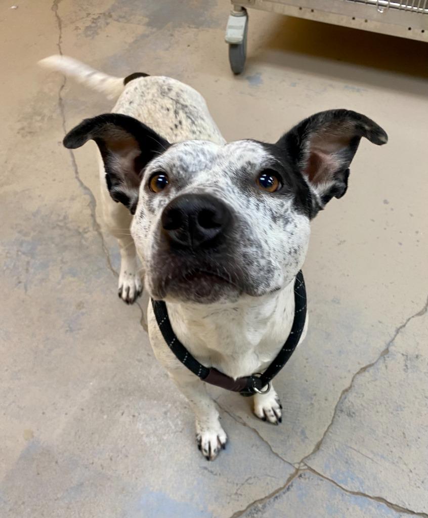 Veverly, Adoptable, Adult Female Pit Bull Terrier & Shepherd.