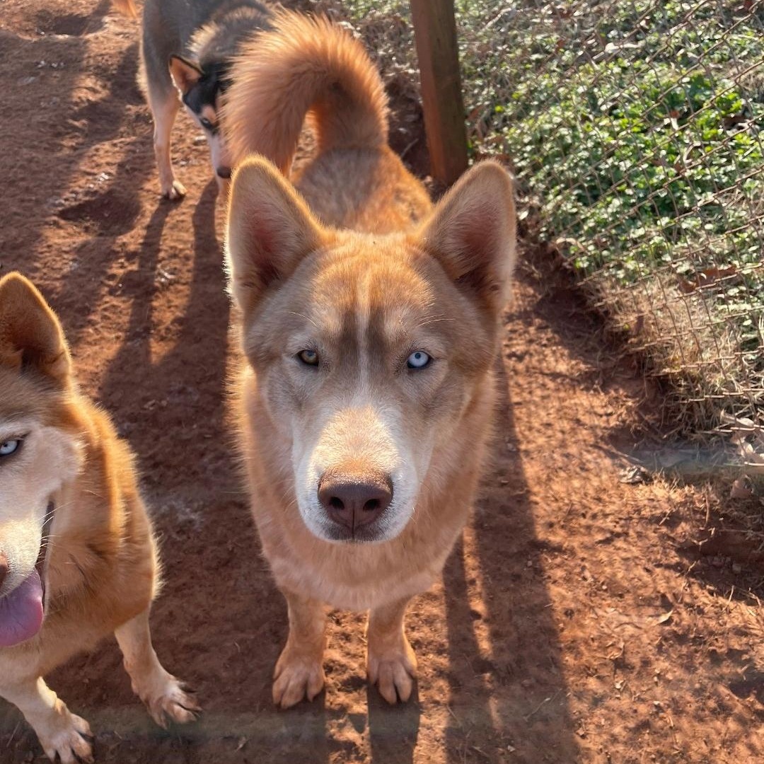 Mio, Adoptable, Adult Male Siberian Husky.