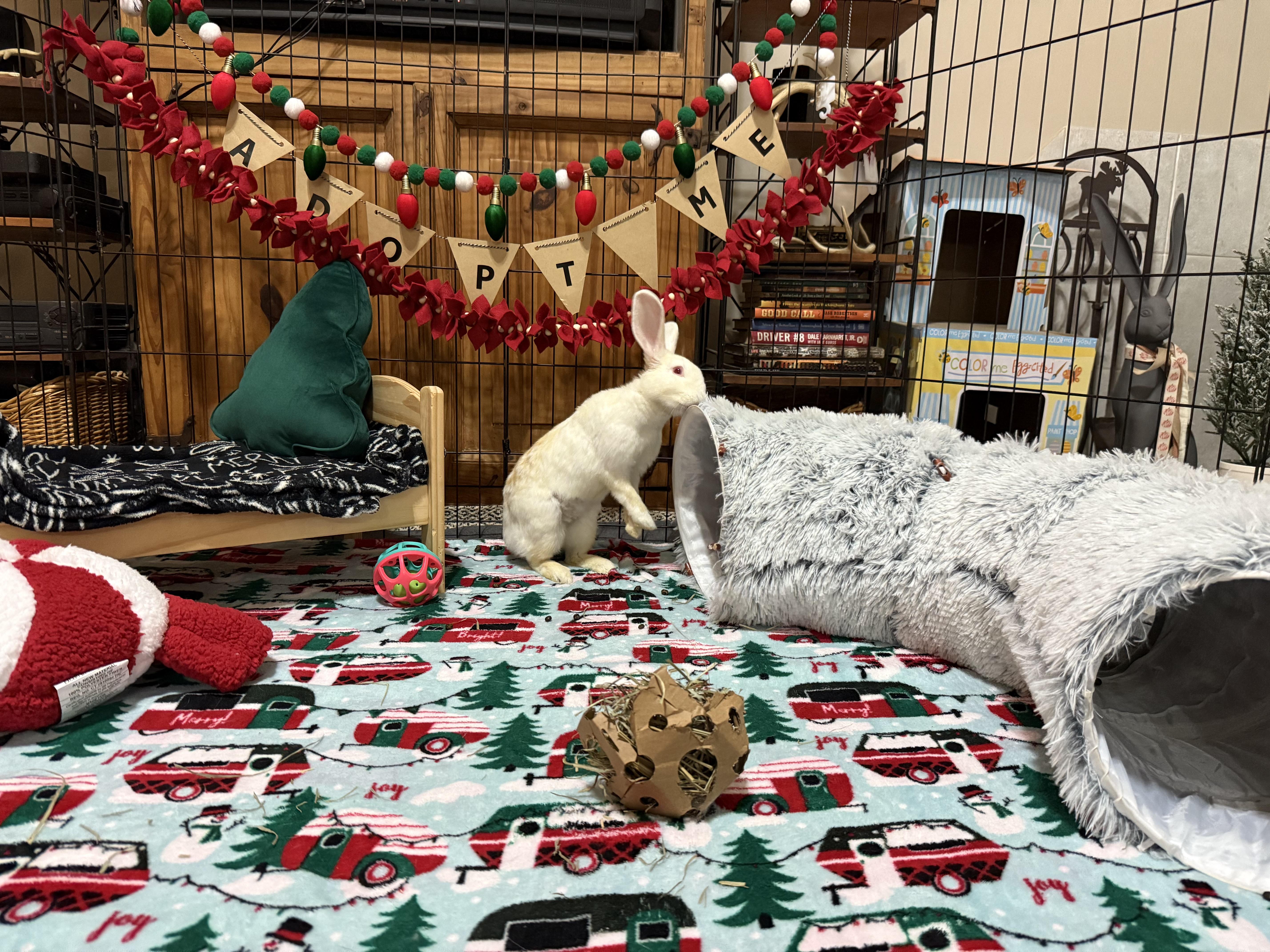 Enlarge Warner and Jonesie, a Adoptable Bunny Rabbit in Little Rock, AR image 1/5