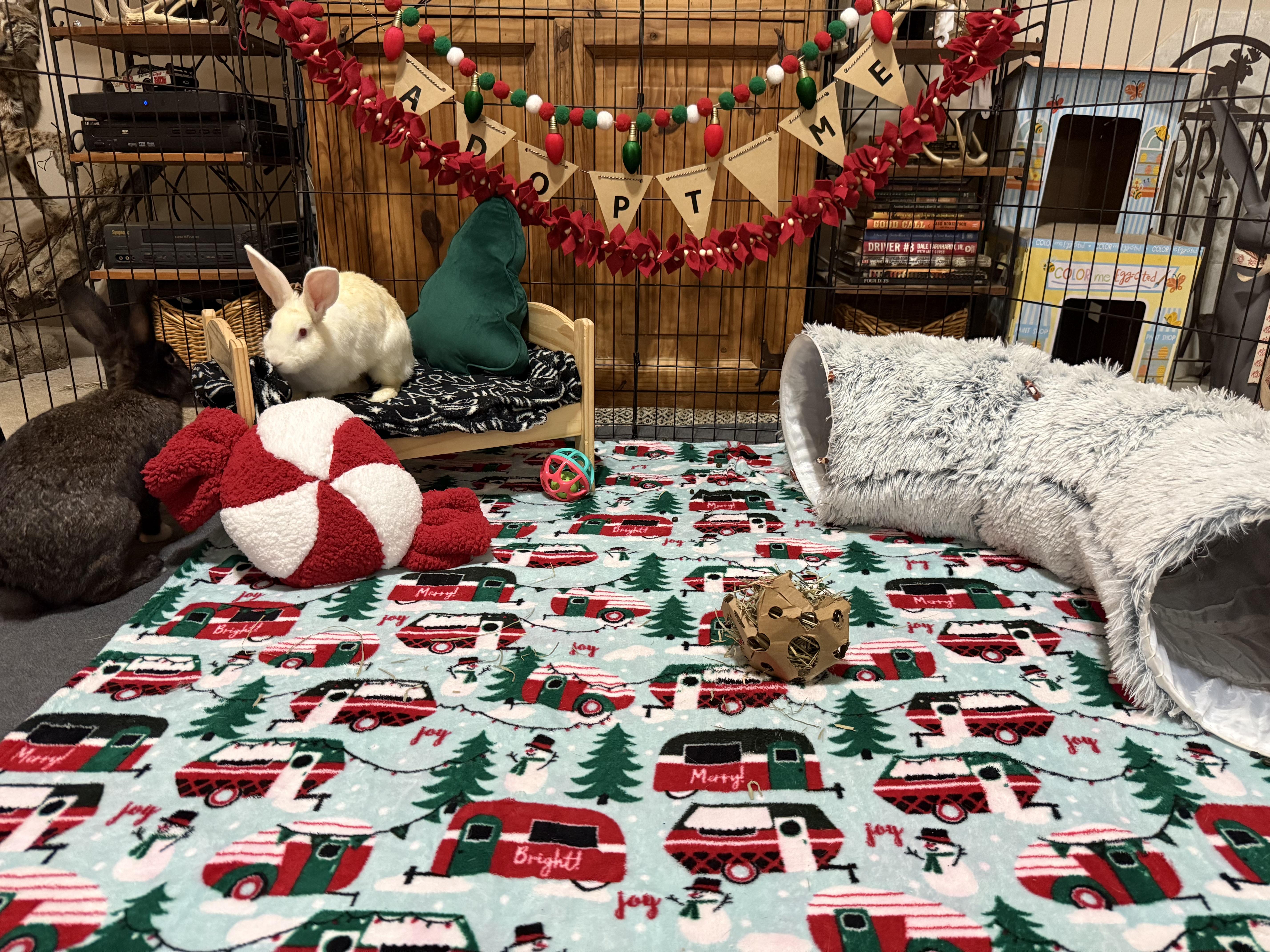 Enlarge Warner and Jonesie, a Adoptable Bunny Rabbit in Little Rock, AR image 2/5