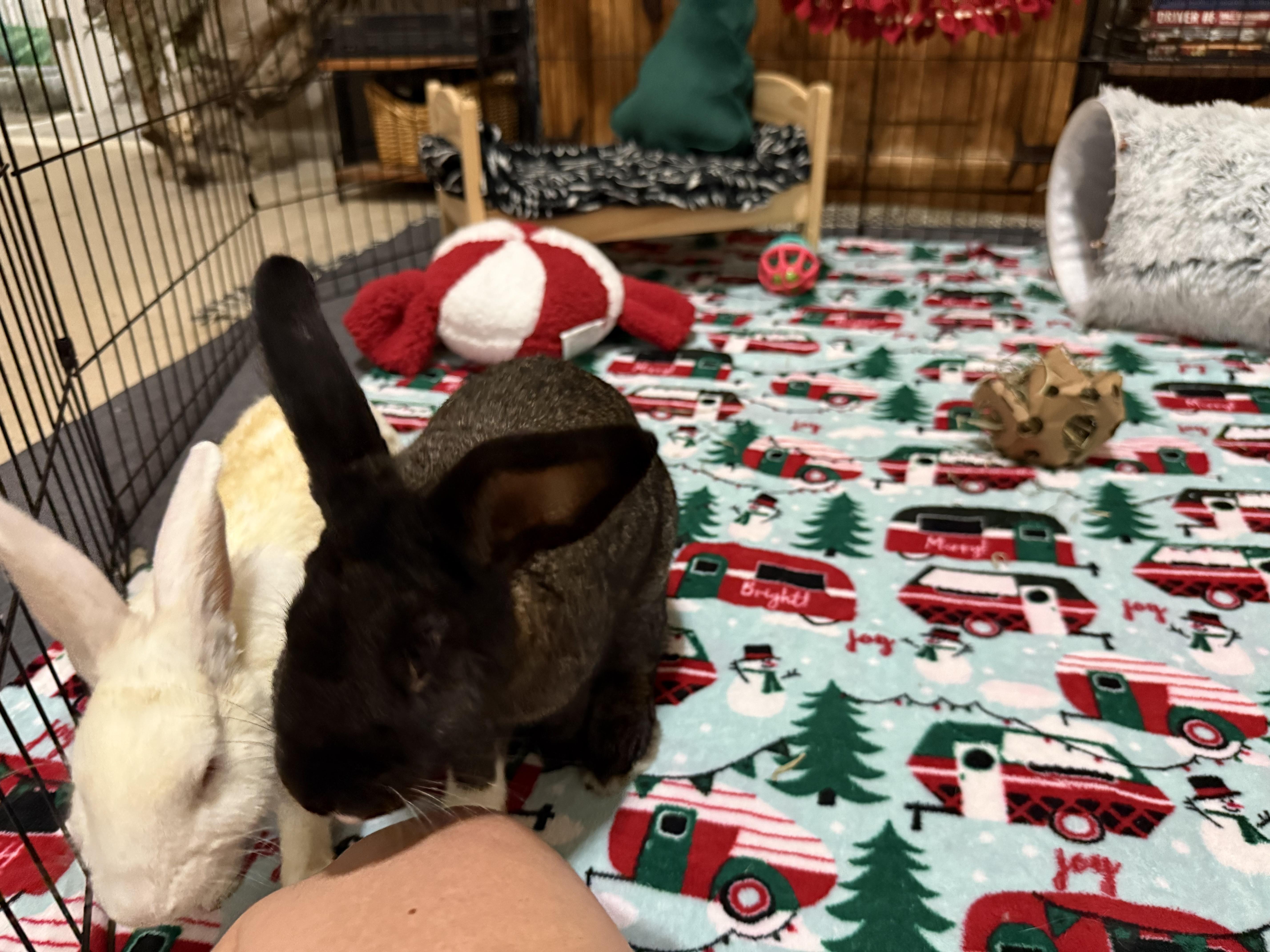 Enlarge Warner and Jonesie, a Adoptable Bunny Rabbit in Little Rock, AR image 3/5