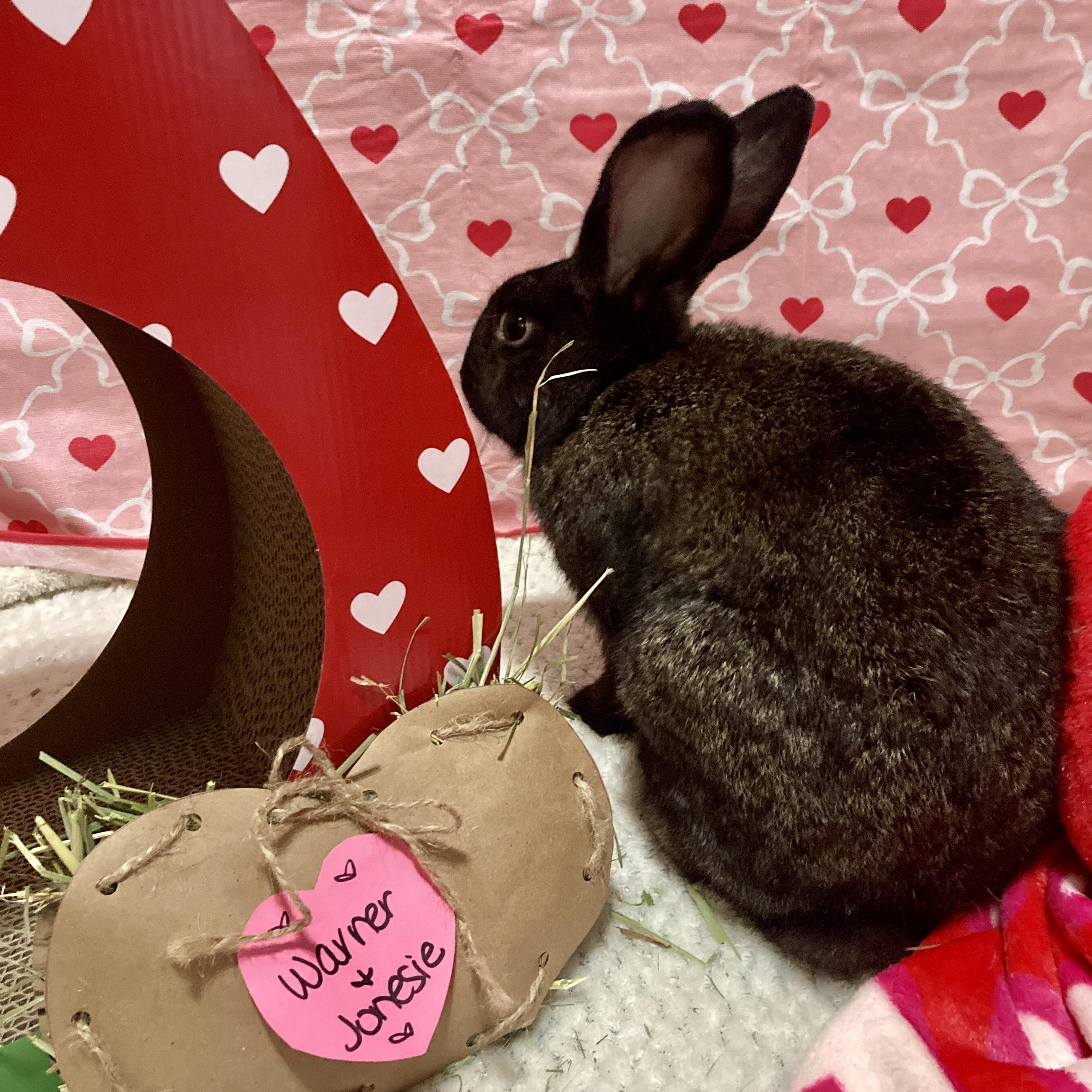 Enlarge Warner and Jonesie, a Adoptable Bunny Rabbit in Little Rock, AR image 3/6