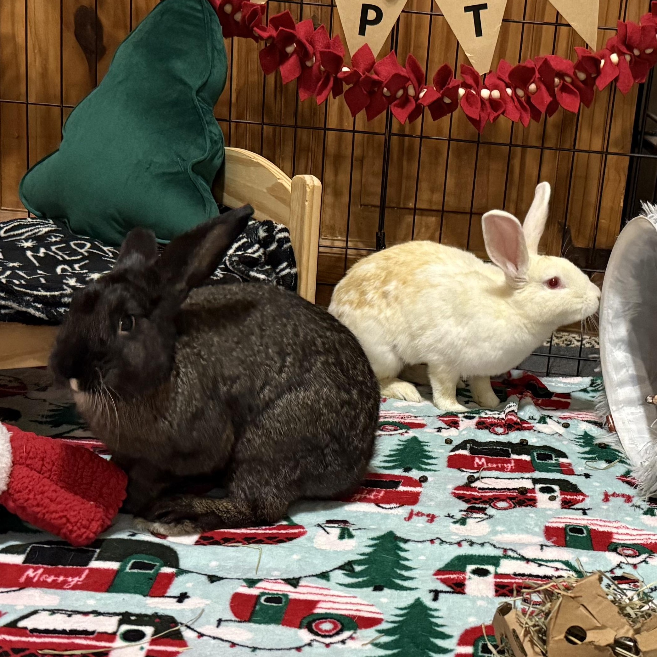 Enlarge Warner and Jonesie, a Adoptable Bunny Rabbit in Little Rock, AR image 1/6