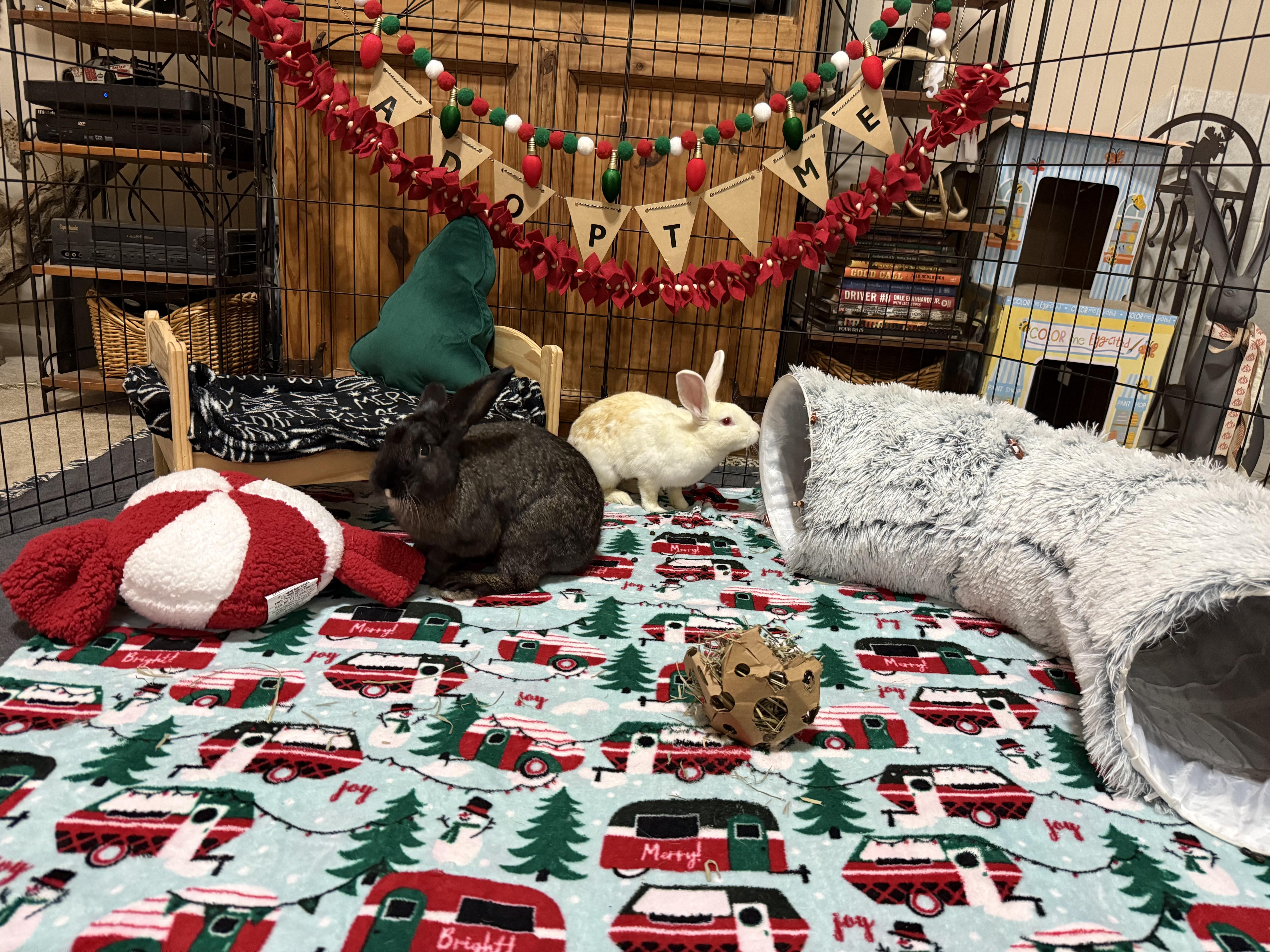 Enlarge Warner and Jonesie, a Adoptable Bunny Rabbit in Little Rock, AR image 4/5