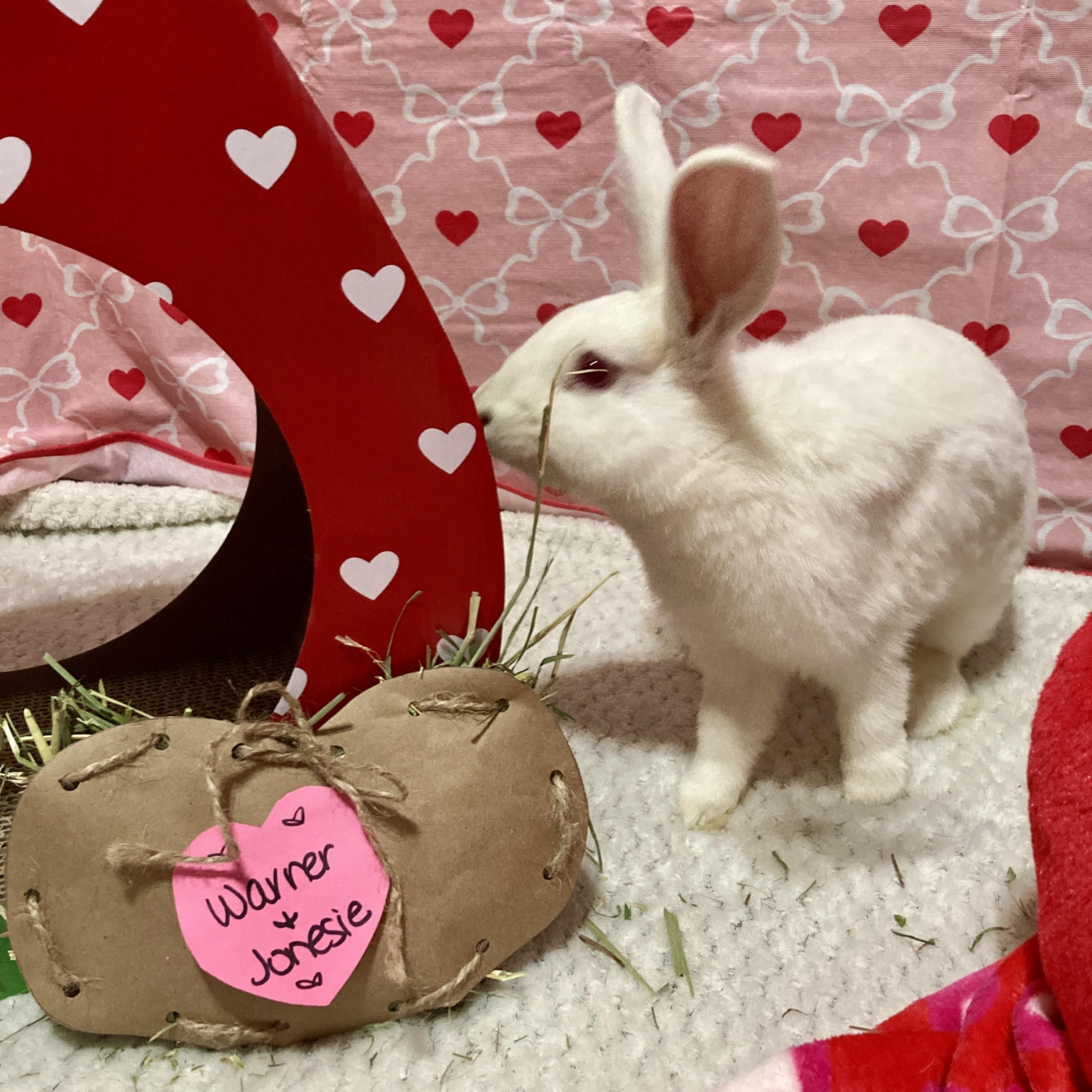 Enlarge Warner and Jonesie, a Adoptable Bunny Rabbit in Little Rock, AR image 2/6
