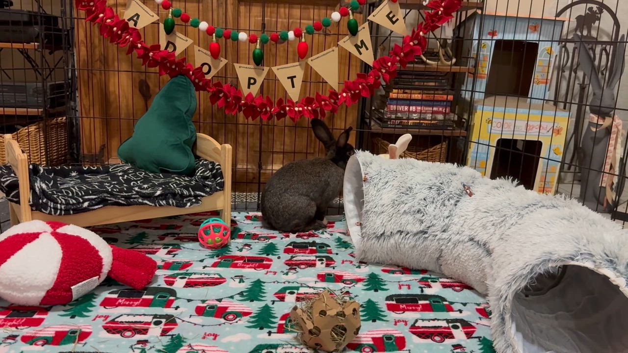 Enlarge Warner and Jonesie, a Adoptable Bunny Rabbit in Little Rock, AR video 5/5