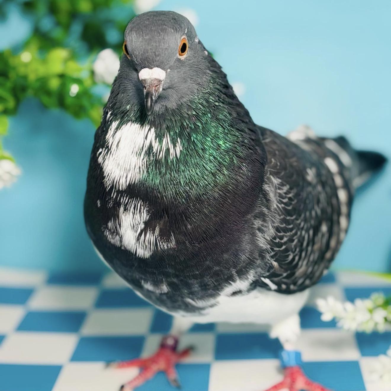 Rhapsody , adopted, Adult Unknown Pigeon.