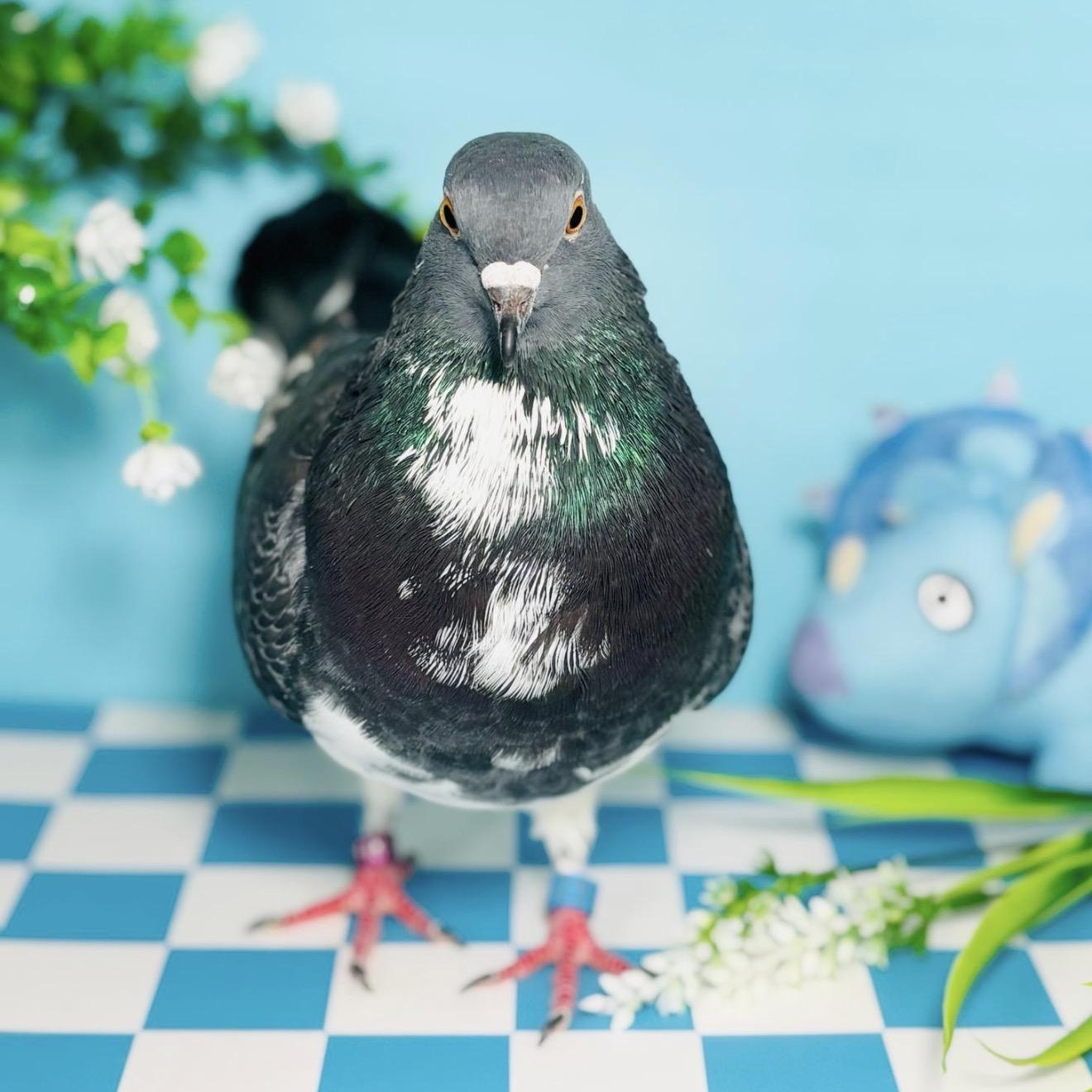 Enlarge Rhapsody , an adopted Pigeon in Chicago, IL image 2/3