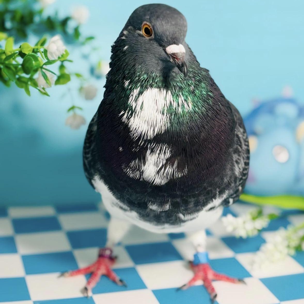 Enlarge Rhapsody , an adopted Pigeon in Chicago, IL image 3/3