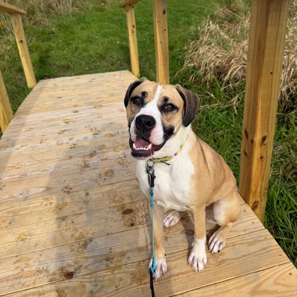 Krue, Adoptable, Young Female Boxer & English Bulldog.