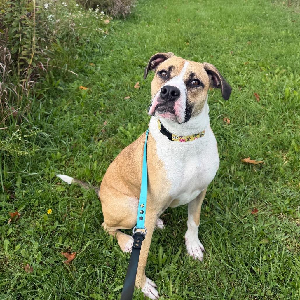 Enlarge Krue, a Adoptable mixed breed in East Smithfield , PA image 3/6