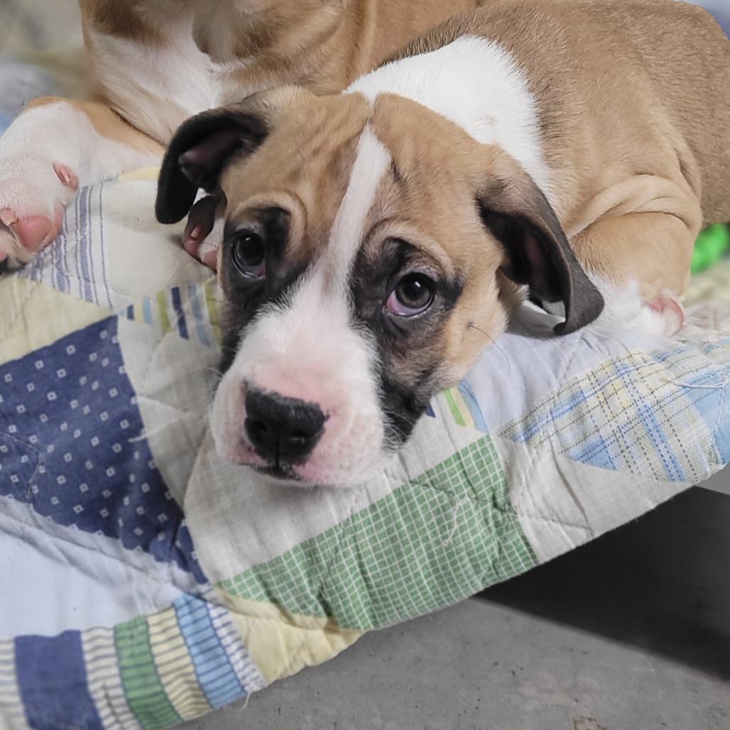 Enlarge Krue, a Adoptable mixed breed in East Smithfield , PA image 4/6