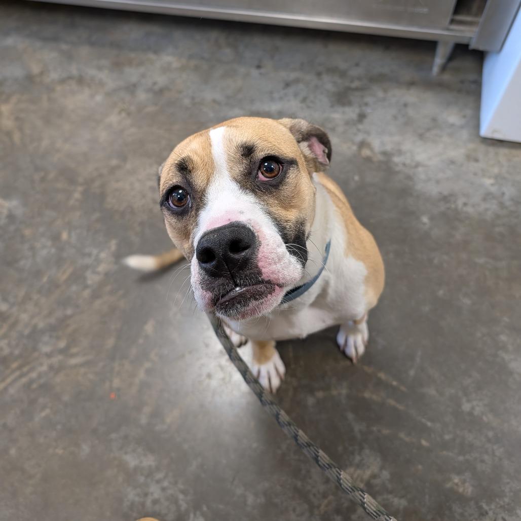 Enlarge Krue, a Adoptable mixed breed in East Smithfield , PA image 5/6