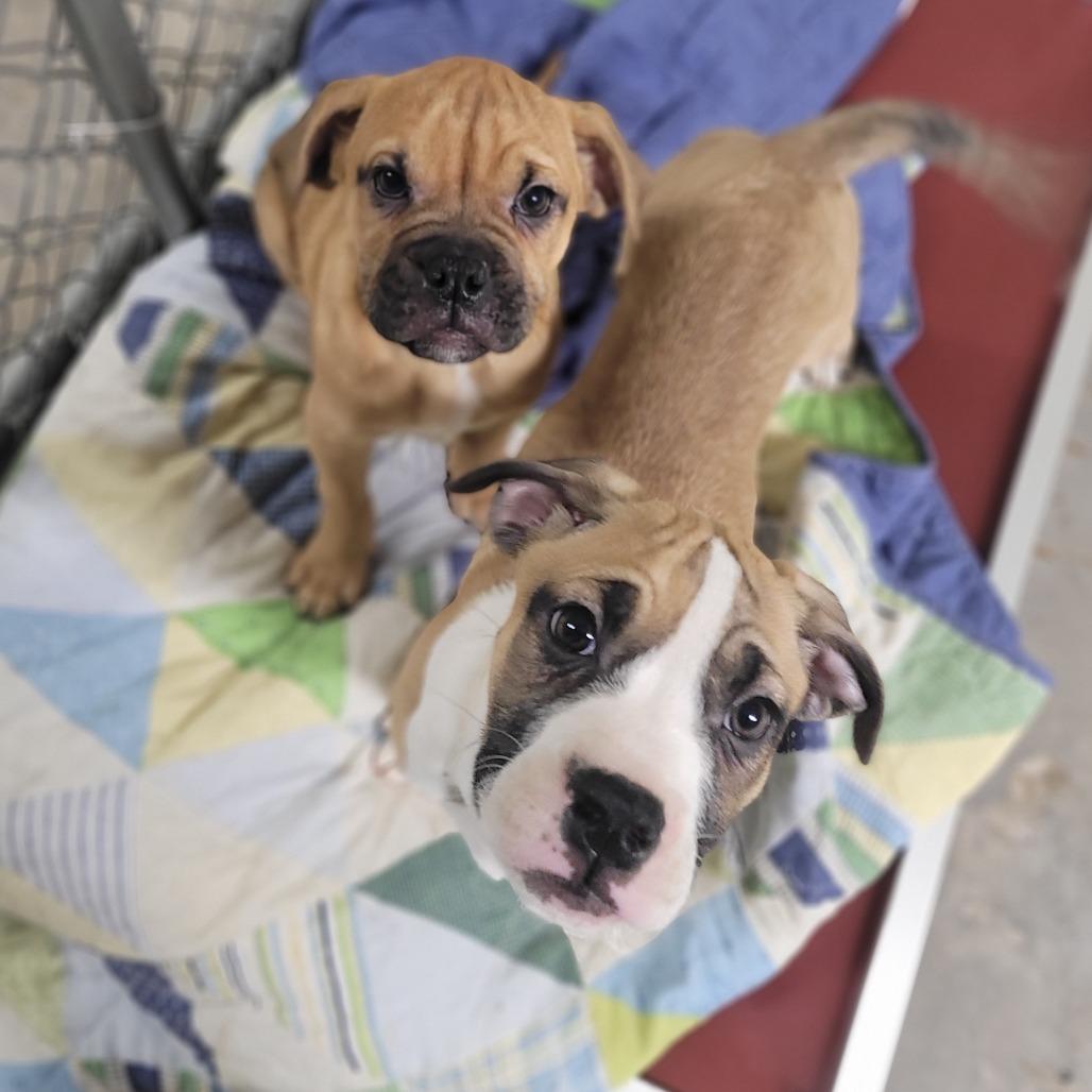 Enlarge Krue, a Adoptable mixed breed in East Smithfield , PA image 6/6
