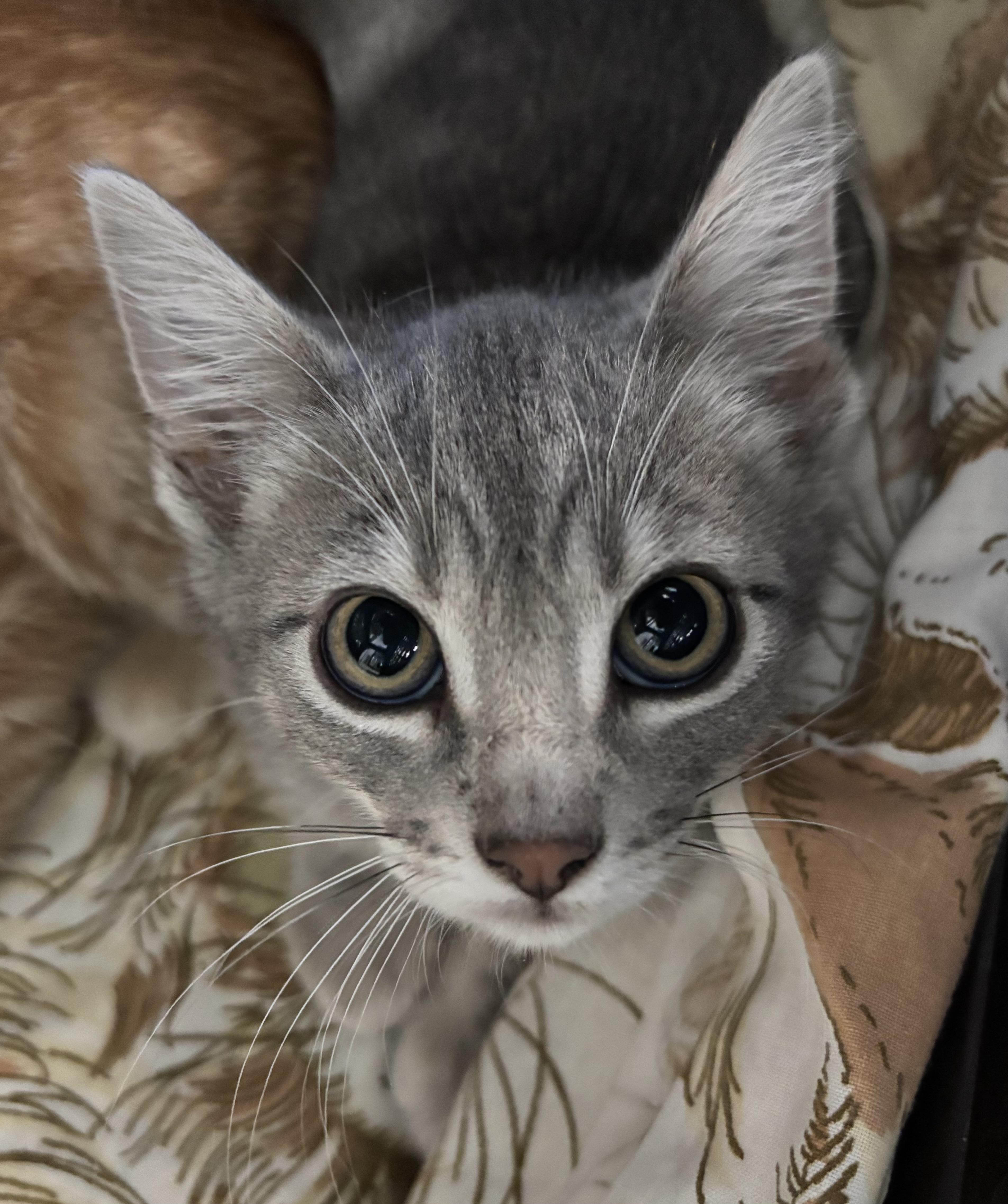 Obi, Baby Male Domestic Short Hair