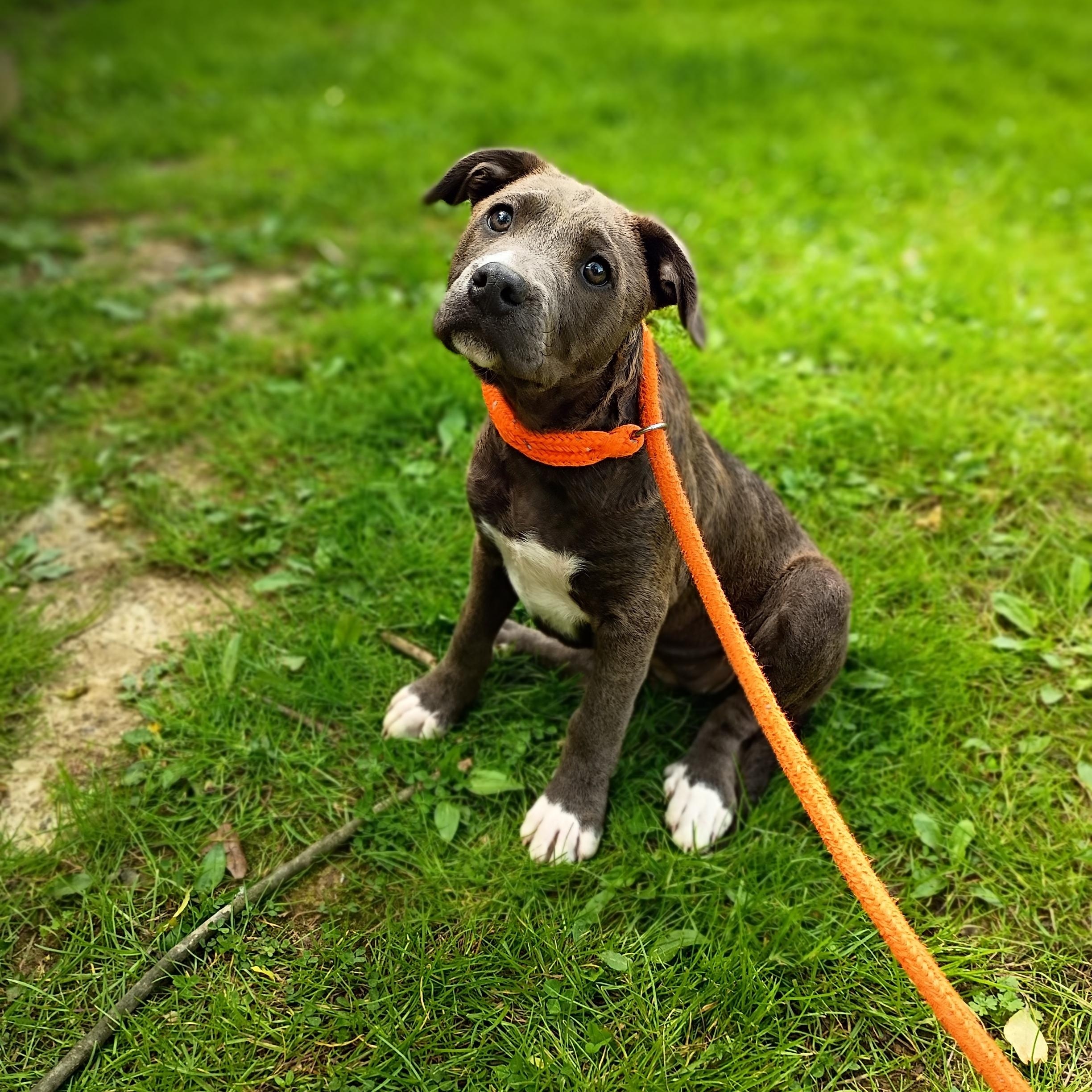 Moo, adopted, Puppy Female Retriever & Staffordshire Bull Terrier.