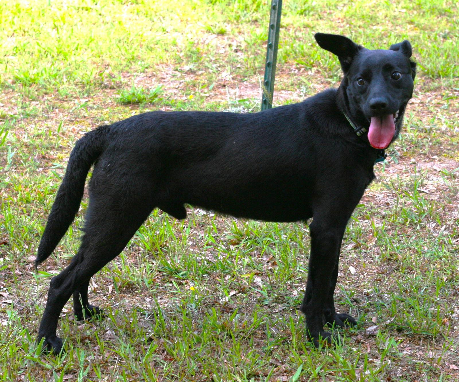 Onyx, Adoptable, Adult Male Australian Kelpie & Labrador Retriever.