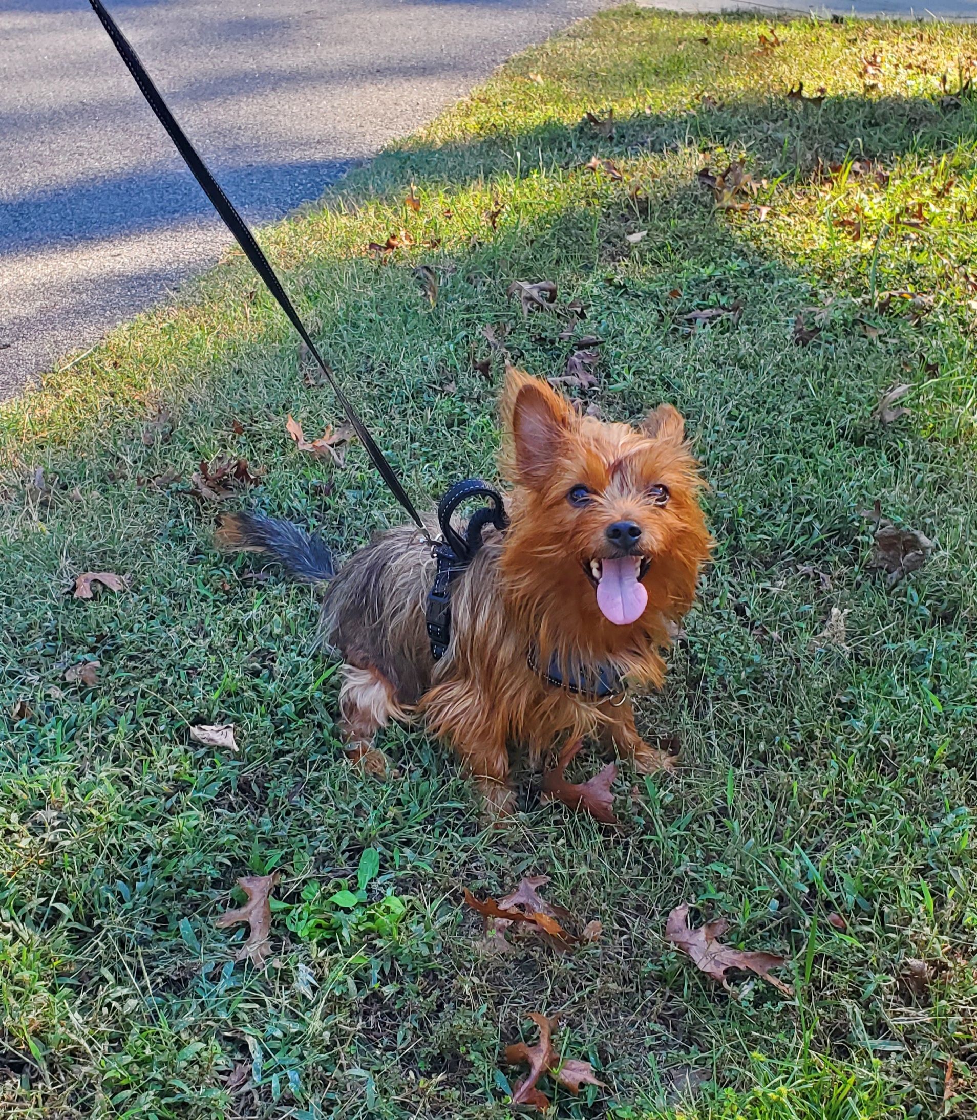 Gordie photo 3