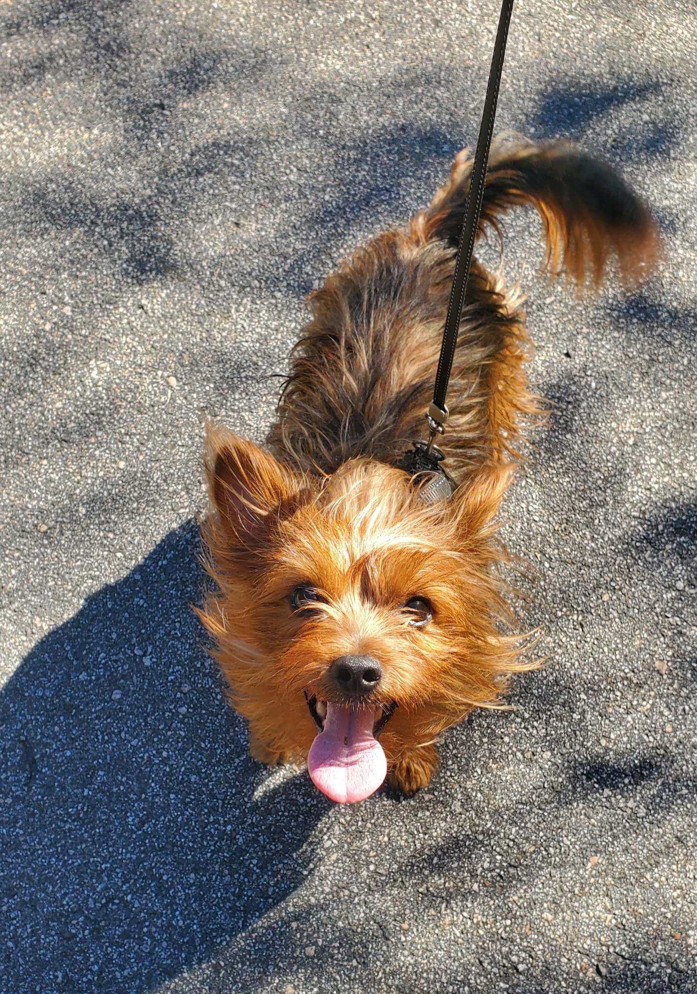 Gordie, Adult Male Yorkshire Terrier
