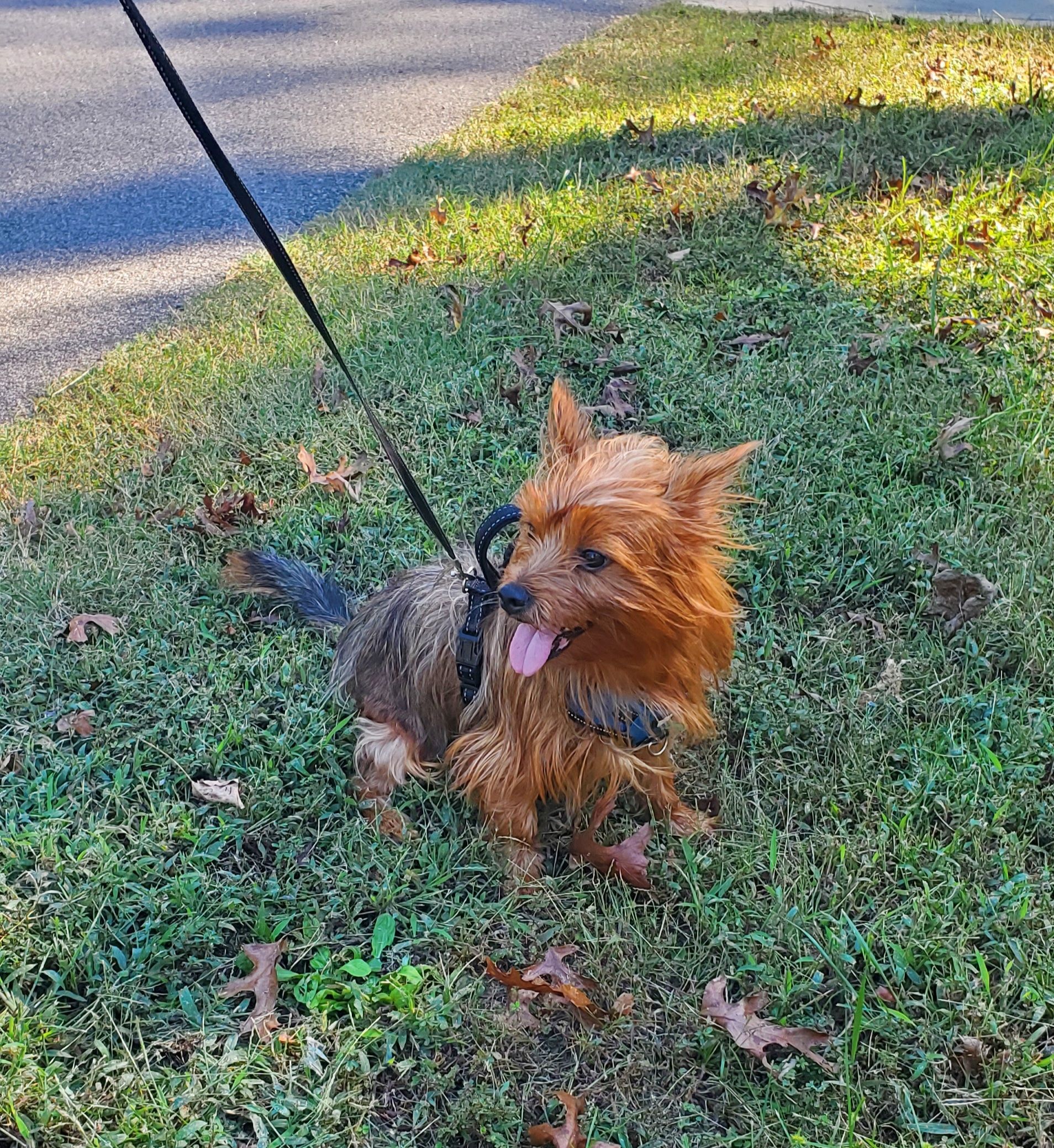 Gordie photo 4