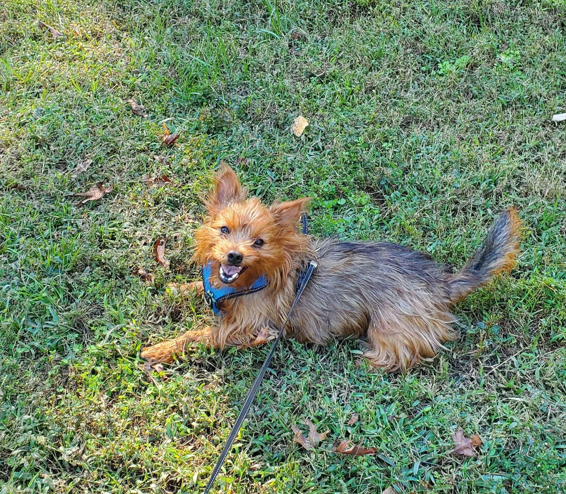 Gordie photo 6