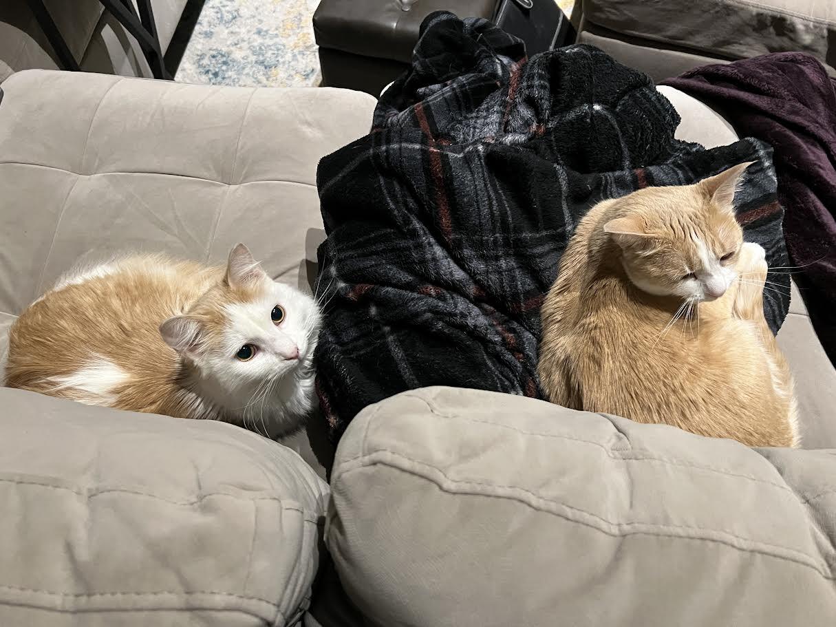 Enlarge Zoe Morley-Steve, a Adoptable Domestic Short Hair in Denver, CO image 5/6