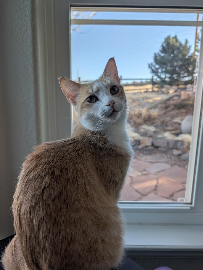 Enlarge Zoe Morley-Steve, a Adoptable Domestic Short Hair in Denver, CO image 3/6