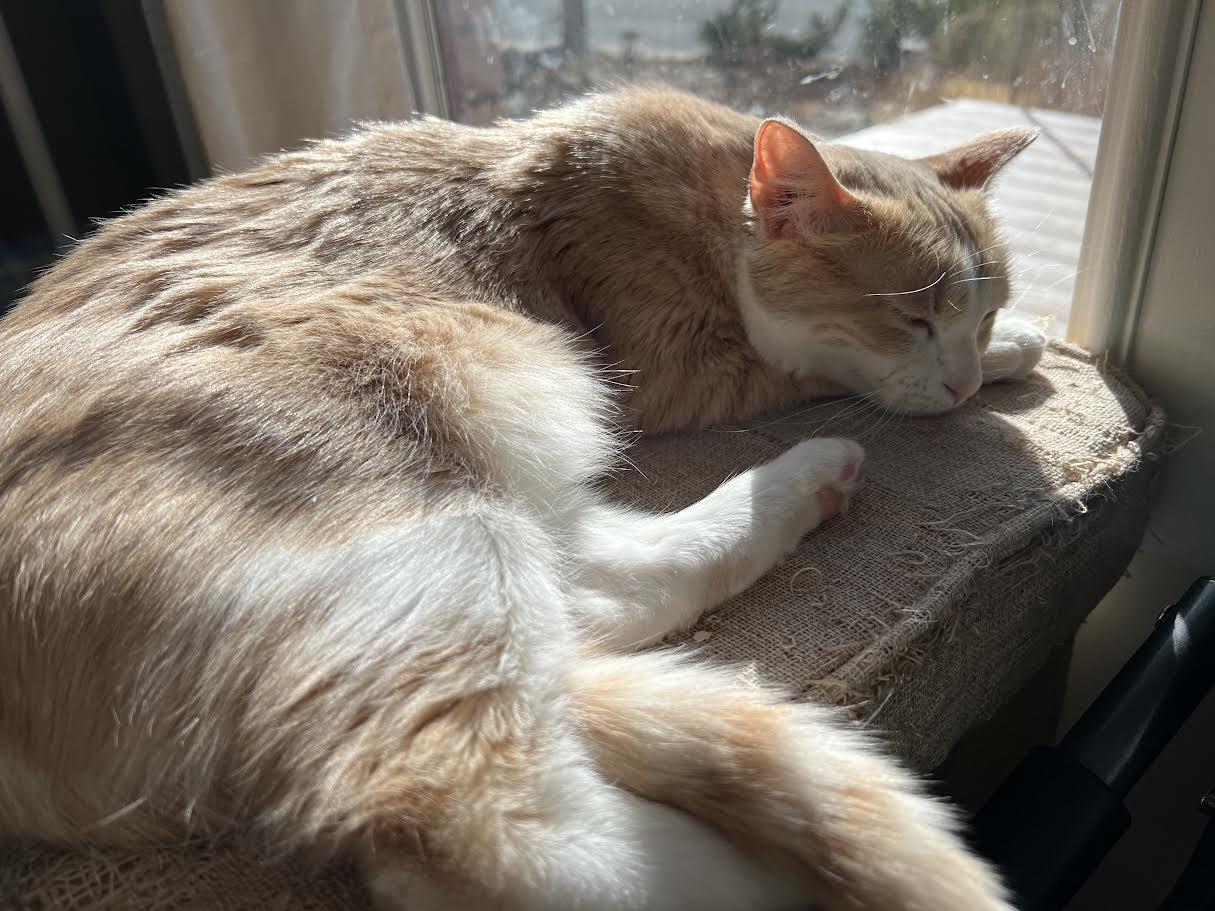 Enlarge Zoe Morley-Steve, a Adoptable Domestic Short Hair in Denver, CO image 6/6