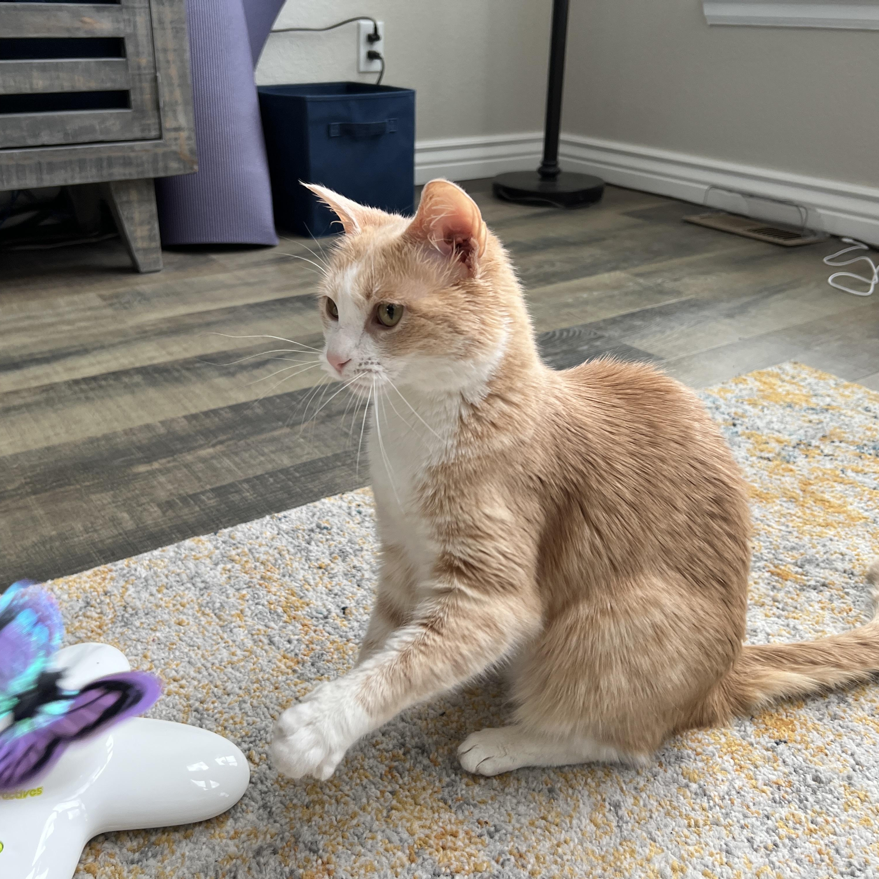 Enlarge Zoe Morley-Steve, a Adoptable Domestic Short Hair in Denver, CO image 4/6