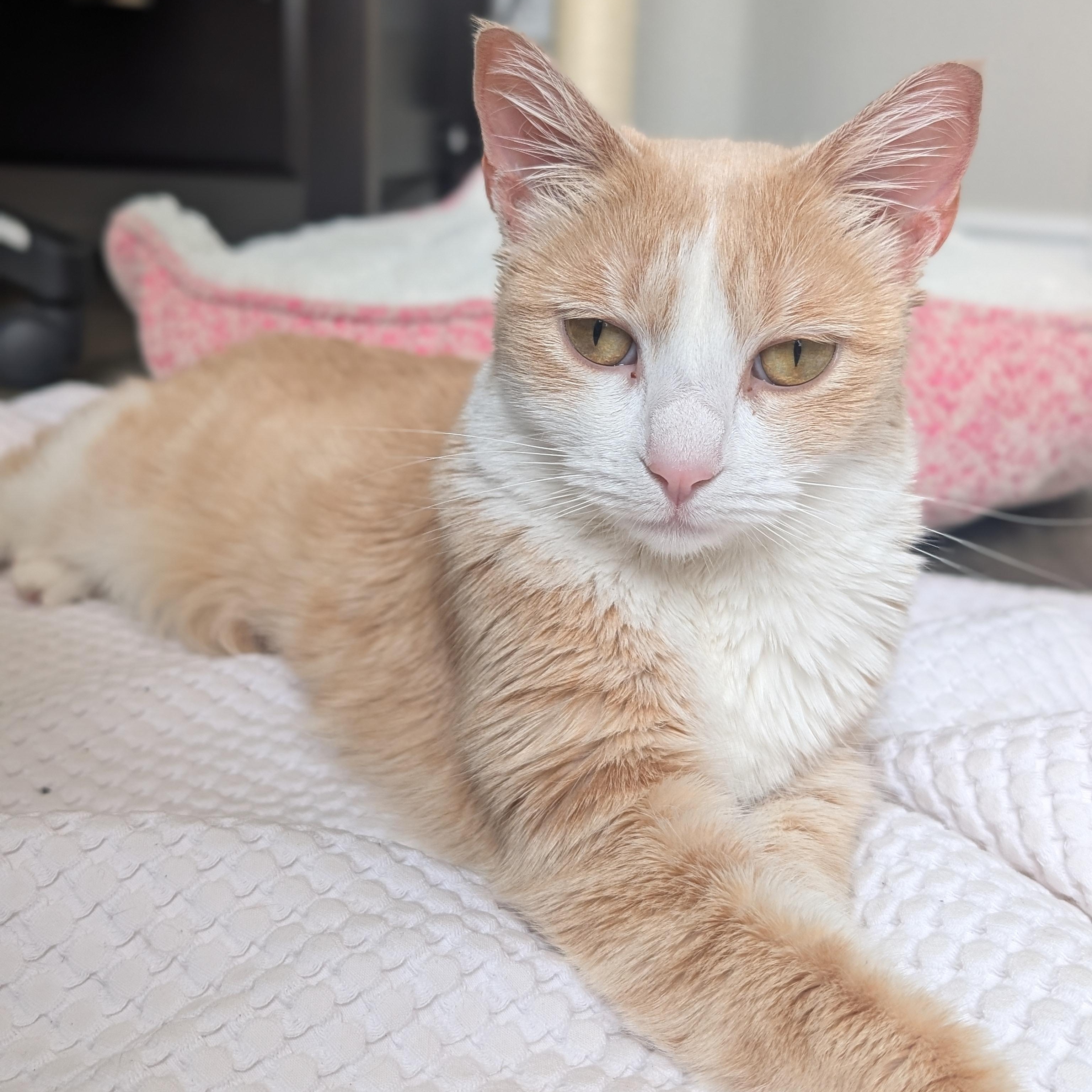 Enlarge Zoe Morley-Steve, a Adoptable Domestic Short Hair in Denver, CO image 2/6