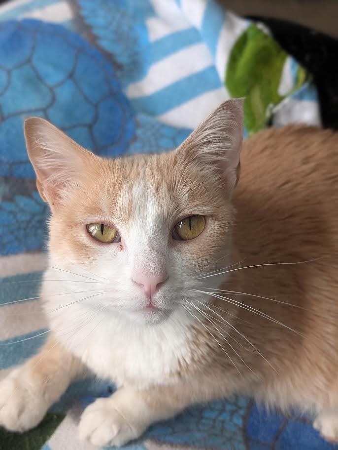 Zoe Morley-Steve, Adoptable, Young Female Domestic Short Hair.