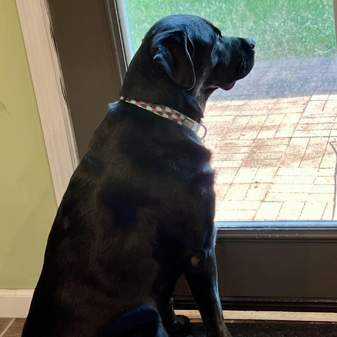 Molly, adopted, Adult Female Black Labrador Retriever.