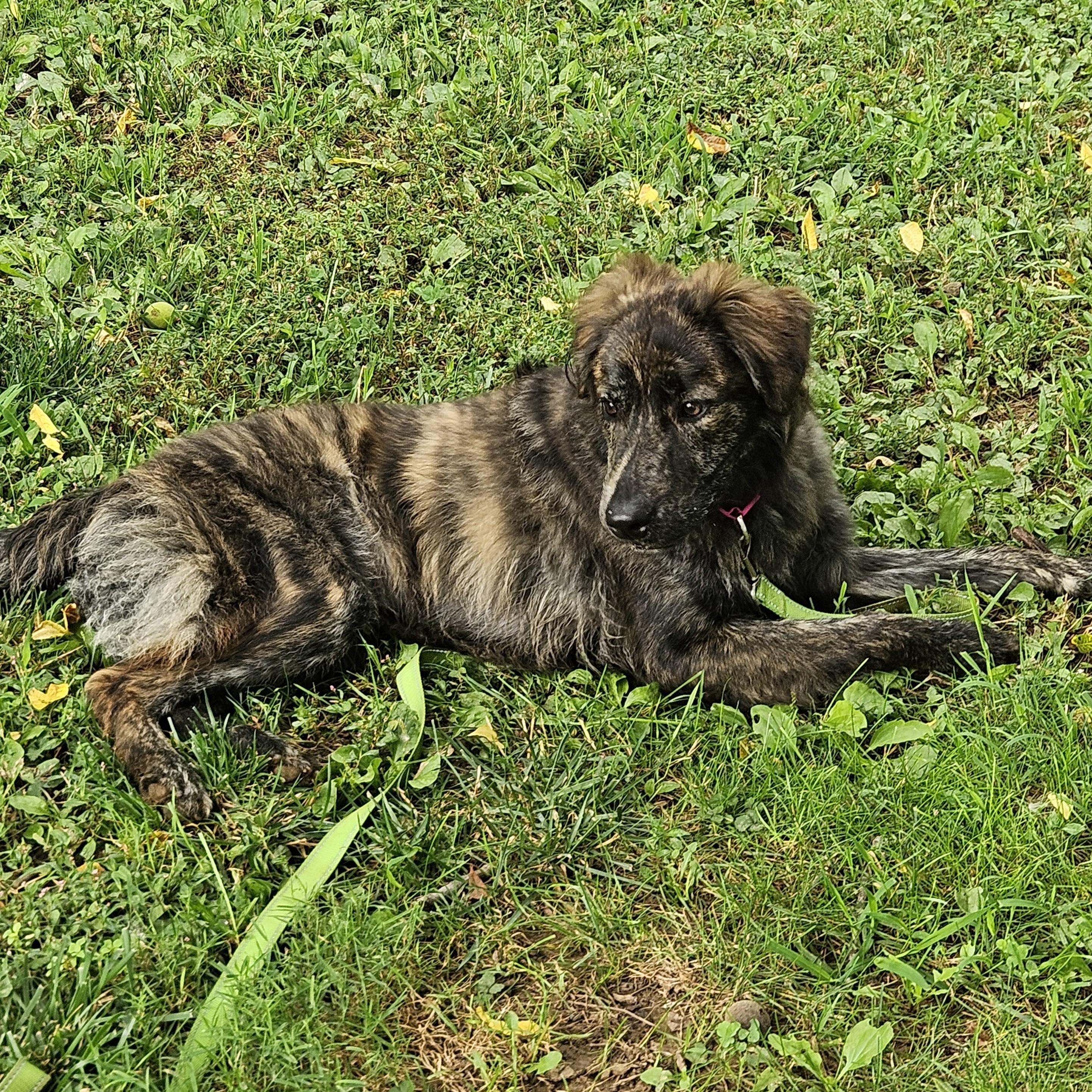 Vincenzo, an adopted mixed breed in Phoenixville, PA image 6/6