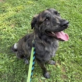 Vincenzo, an adopted mixed breed in Phoenixville, PA image 4/6
