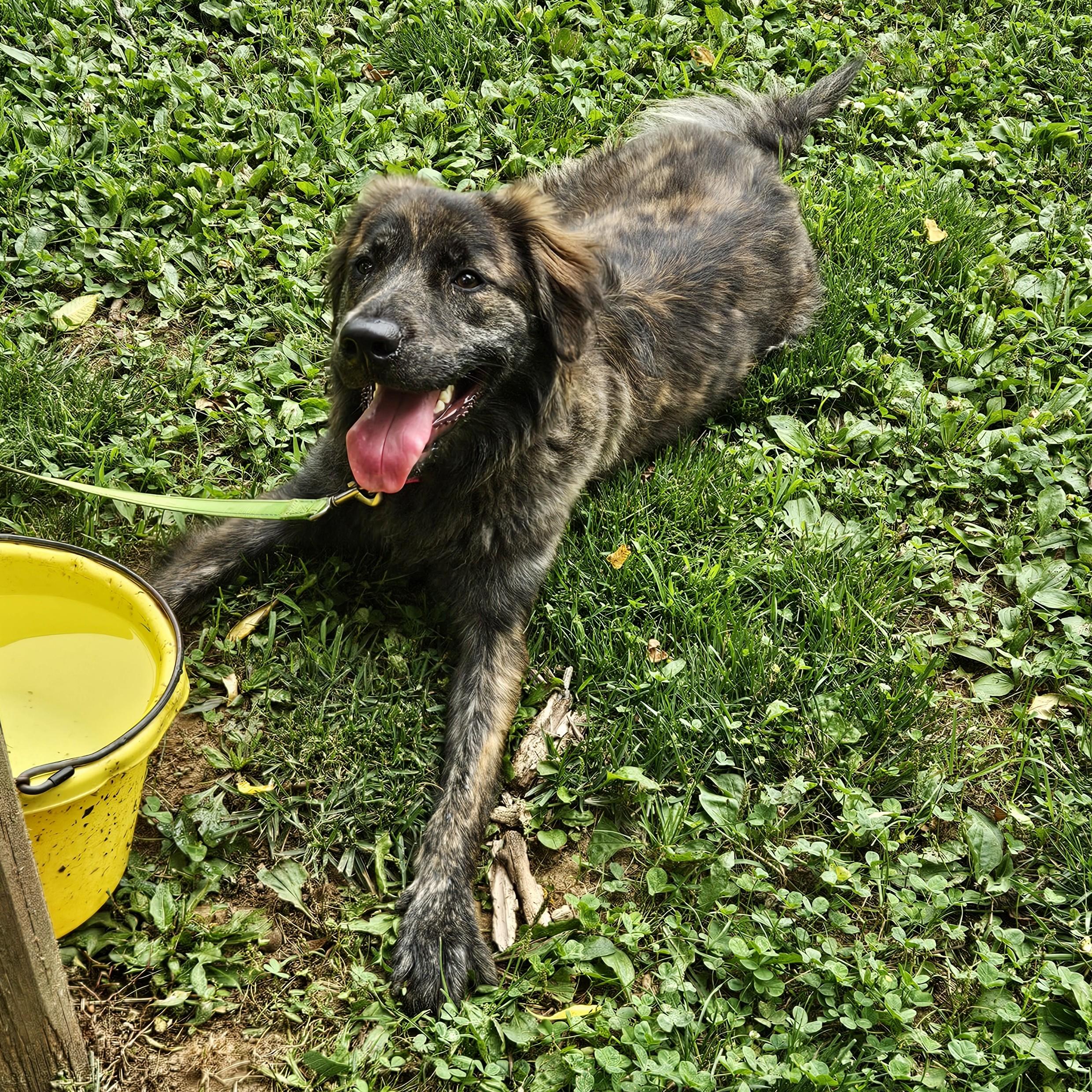 Vincenzo, an adopted mixed breed in Phoenixville, PA image 3/6