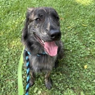 Vincenzo, an adopted mixed breed in Phoenixville, PA image 5/6
