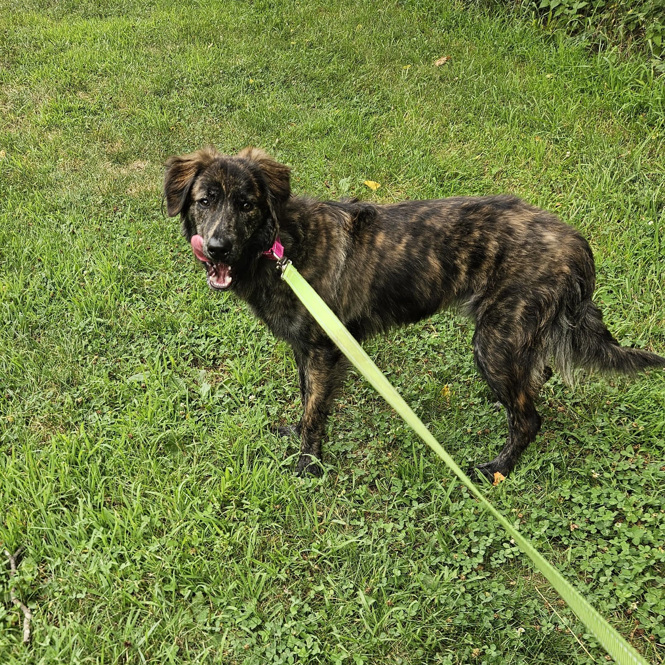 Vincenzo, an adopted mixed breed in Phoenixville, PA image 2/6