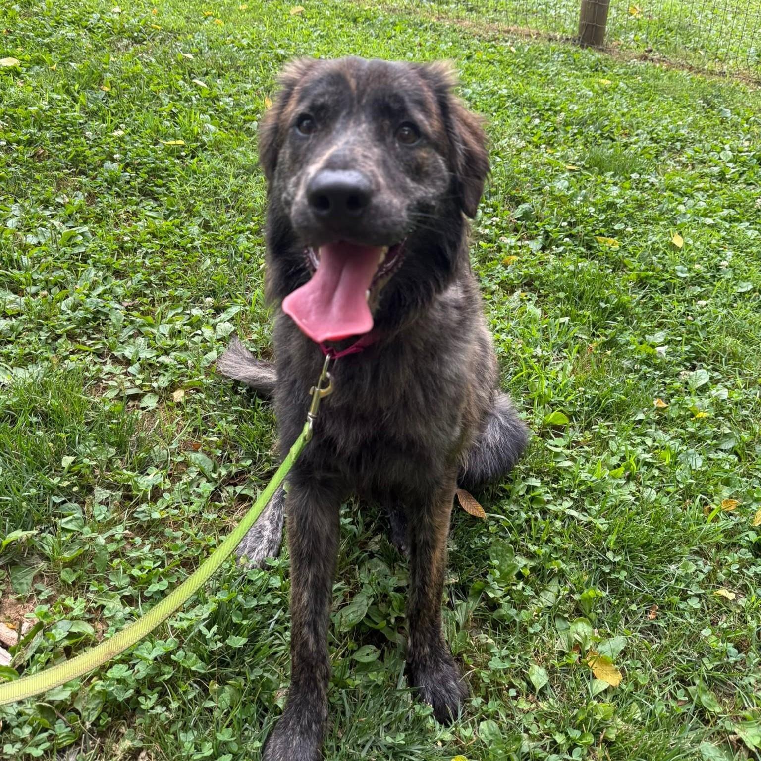 Vincenzo, adopted, Young Male Labrador Retriever & Australian Shepherd.