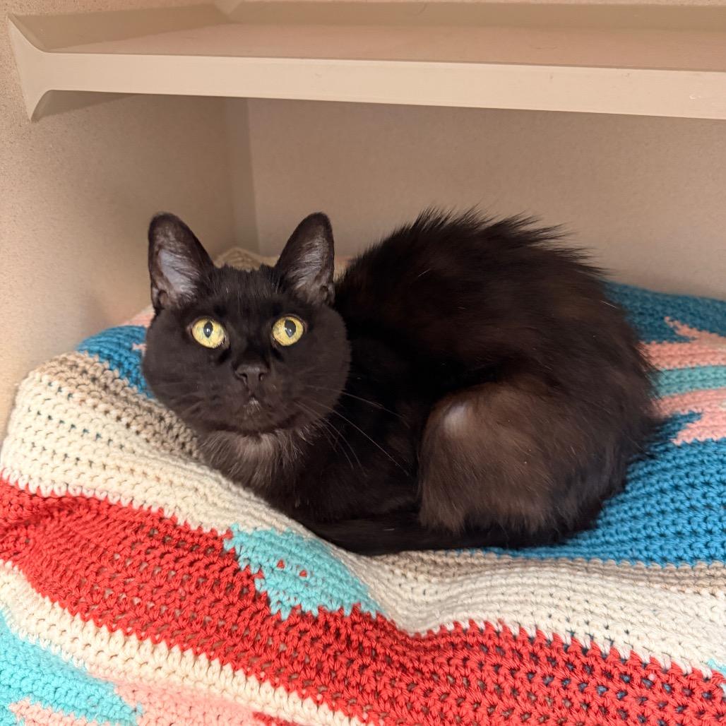 Luna (Sr.), Adoptable, Senior Female Domestic Short Hair.